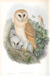 Illustration de Strix Flammea (Chouette effraie)